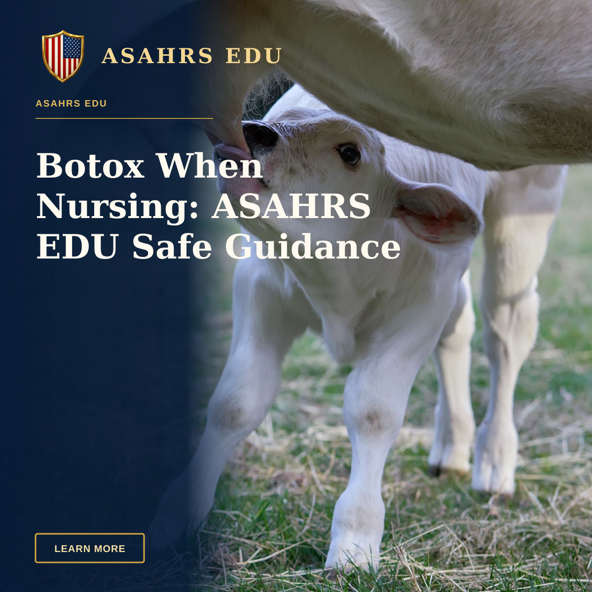 Botox When Nursing: ASAHRS EDU Safe Guidance — Adorable white calf nursing from its mother on a sunny day in an open pasture.