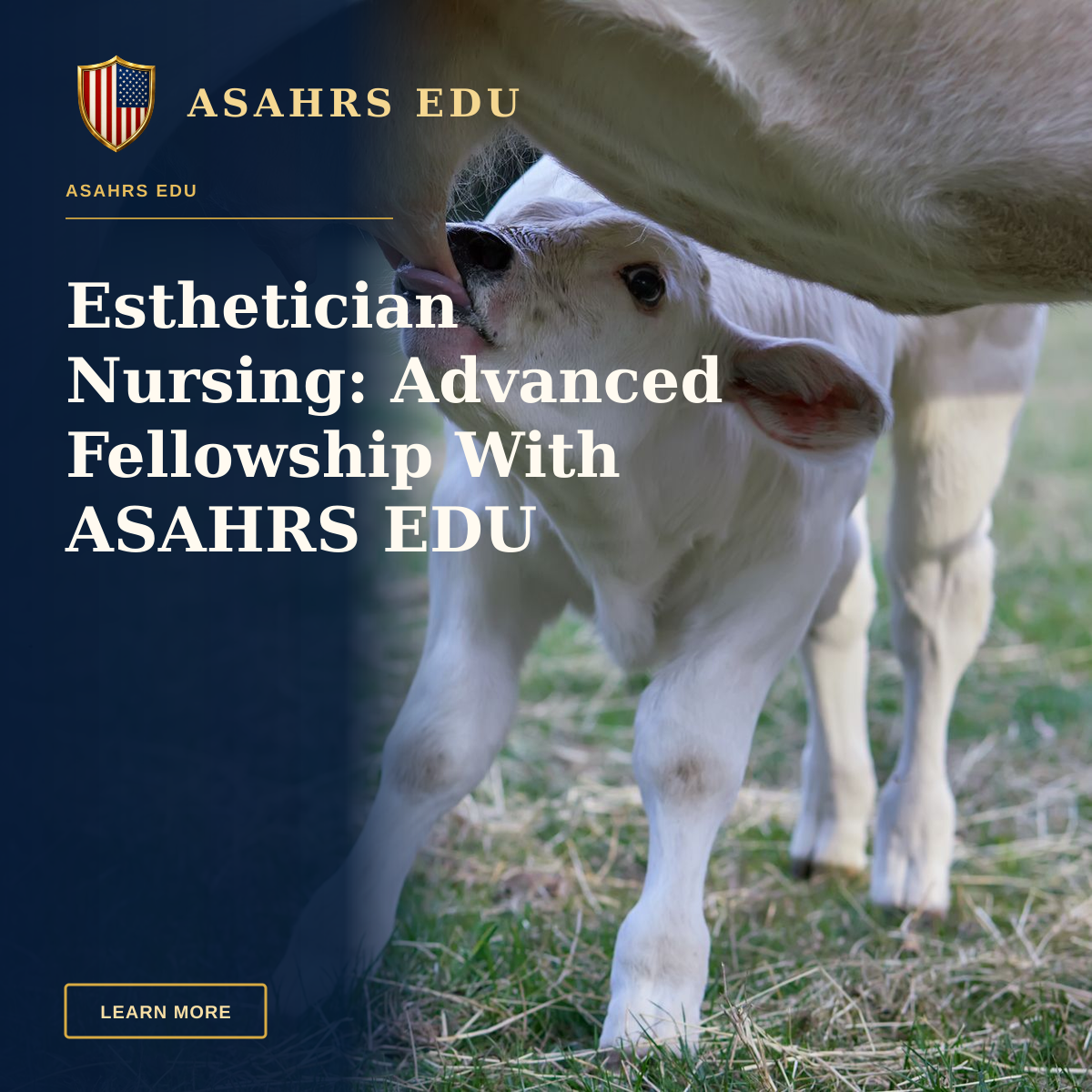 Esthetician Nursing: Advanced Fellowship With ASAHRS EDU — Adorable white calf nursing from its mother on a sunny day in an open pasture.