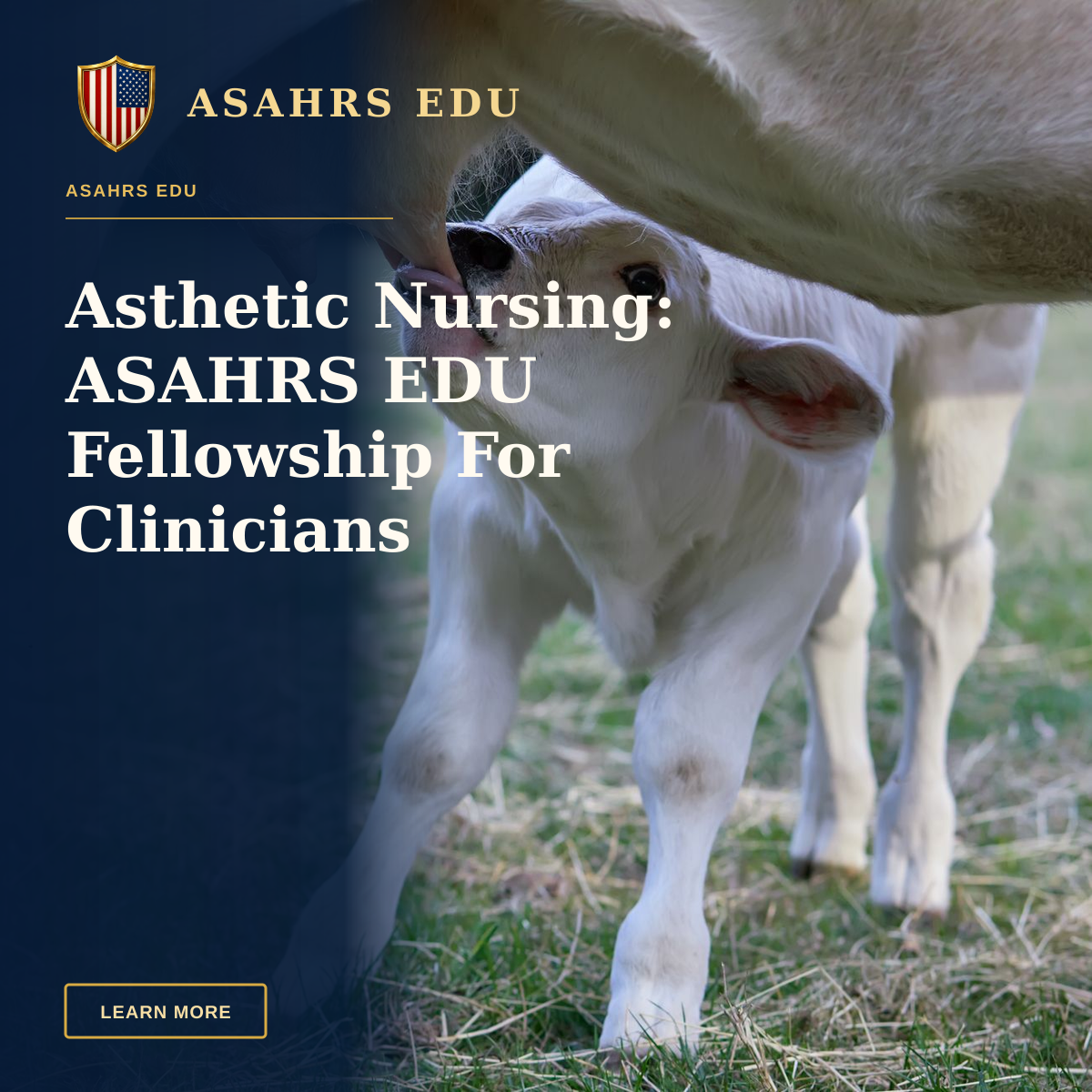Asthetic Nursing: ASAHRS EDU Fellowship For Clinicians — Adorable white calf nursing from its mother on a sunny day in an open pasture.